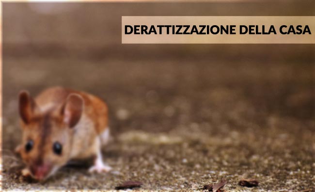 derattizzazione-della-casa