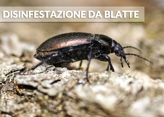 disinfestarsi-dalle-blatte