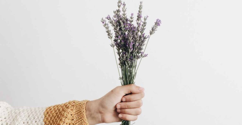 bouquet di lavanda